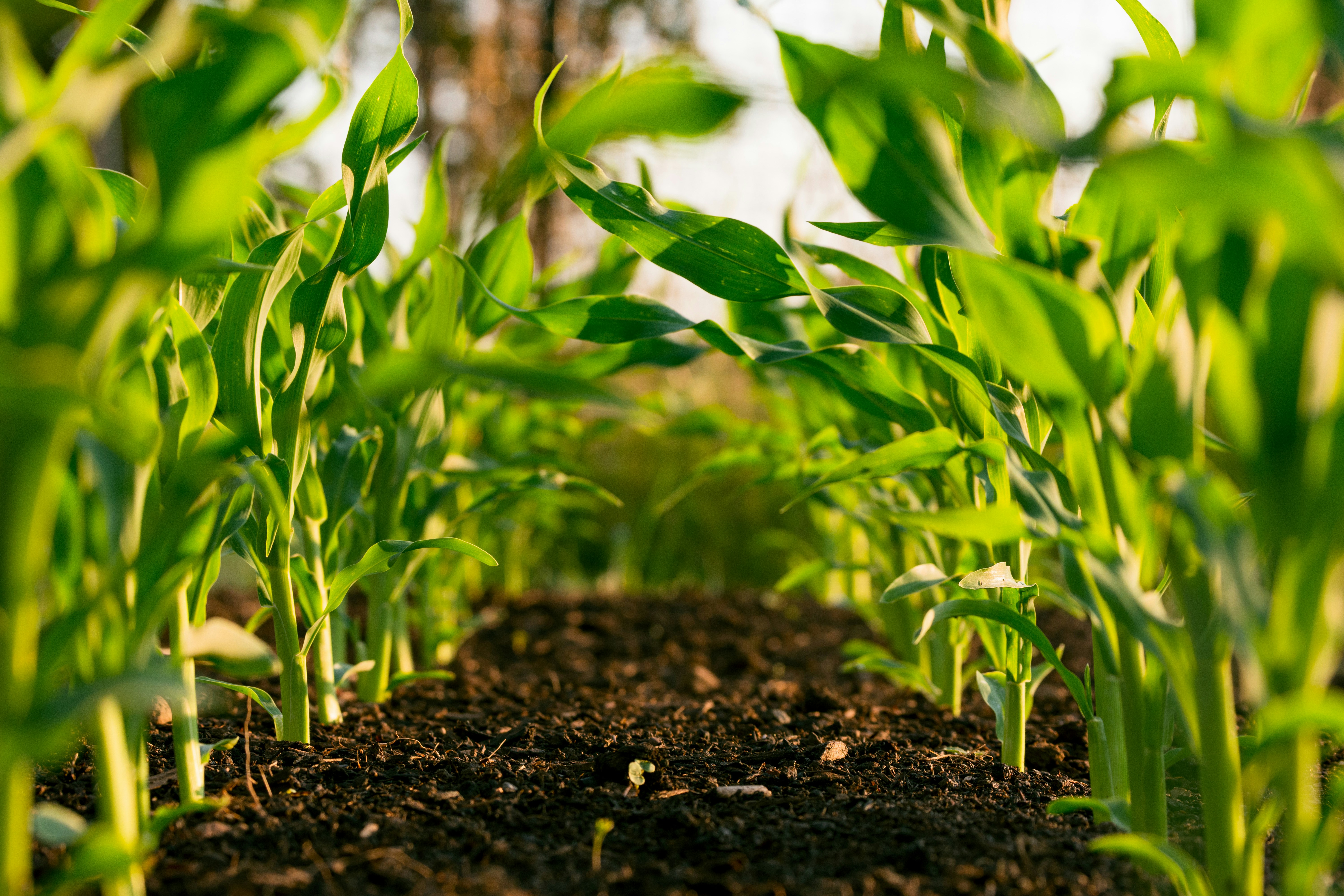 Agricultural-and-Biological-Research-thumbnail